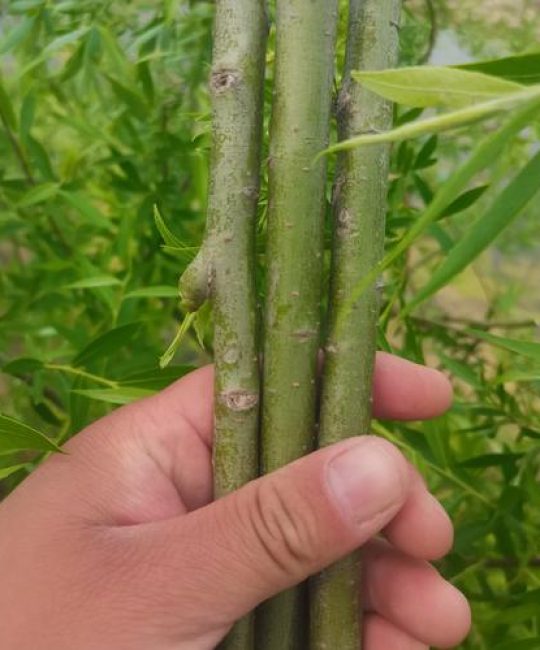柳树枝条扦插种植全攻略：从选条到成活的每一步操作指南