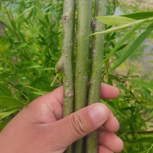 柳树枝条扦插种植全攻略:从选条到成活的每一步操作指南 一、适宜时间