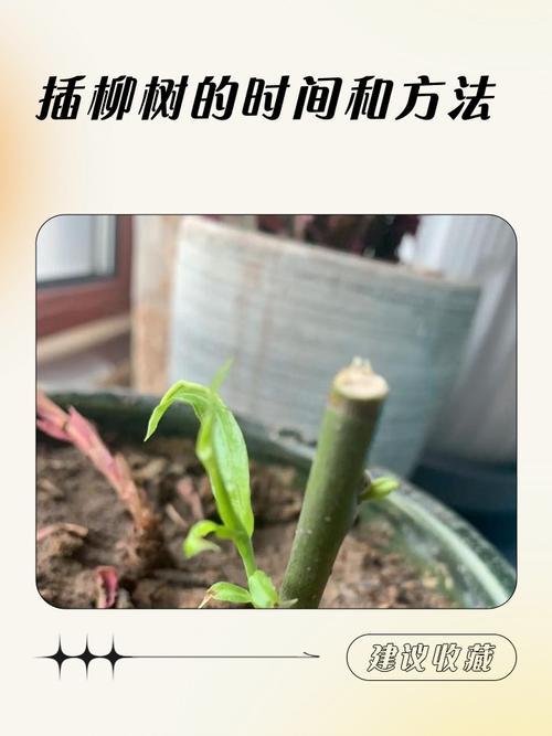 柳树枝条扦插种植全攻略:从选条到成活的每一步操作指南 五、浇定根水
