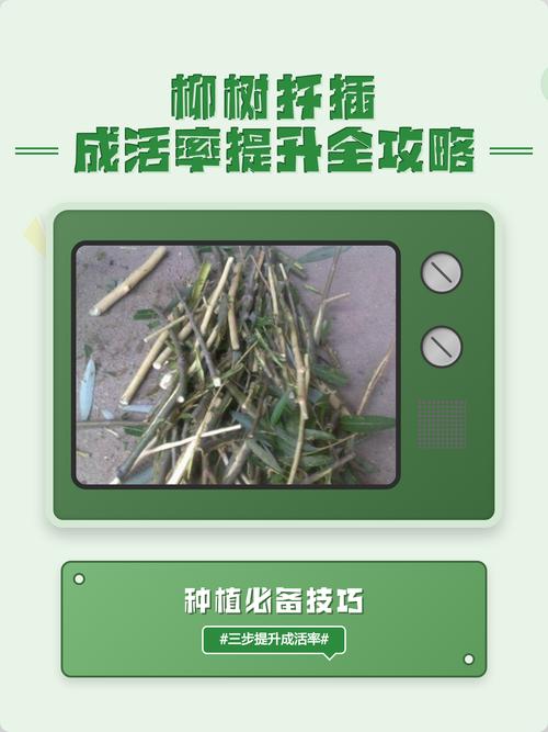 柳树枝条扦插种植全攻略:从选条到成活的每一步操作指南 四、栽植深度