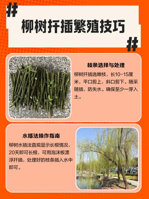 柳树枝条扦插种植全攻略:从选条到成活的每一步操作指南 七、成活注意事项