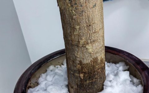 摇钱树冬天会冻死吗？地域化越冬指南与养护实操