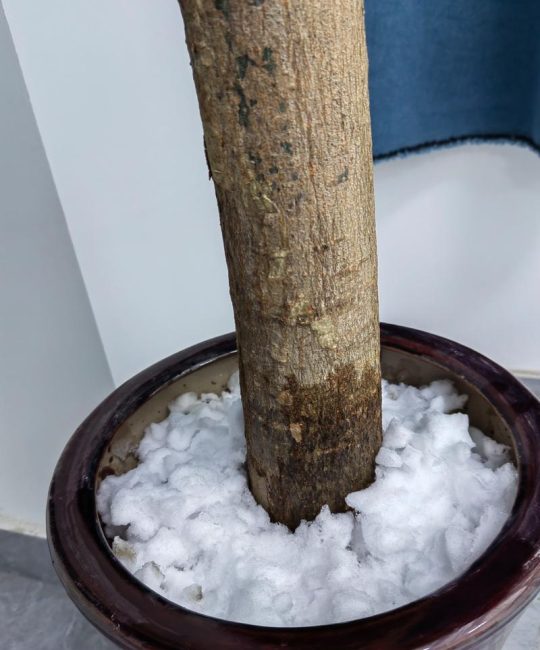 摇钱树冬天会冻死吗？地域化越冬指南与养护实操