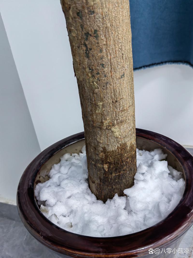 摇钱树冬天会冻死吗?地域化越冬指南与养护实操 摇钱树冬天会冻死吗?地域化越冬指南与养护实操