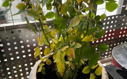 月季花叶子蔫了怎么回事？从症状到挽救一篇文章说清