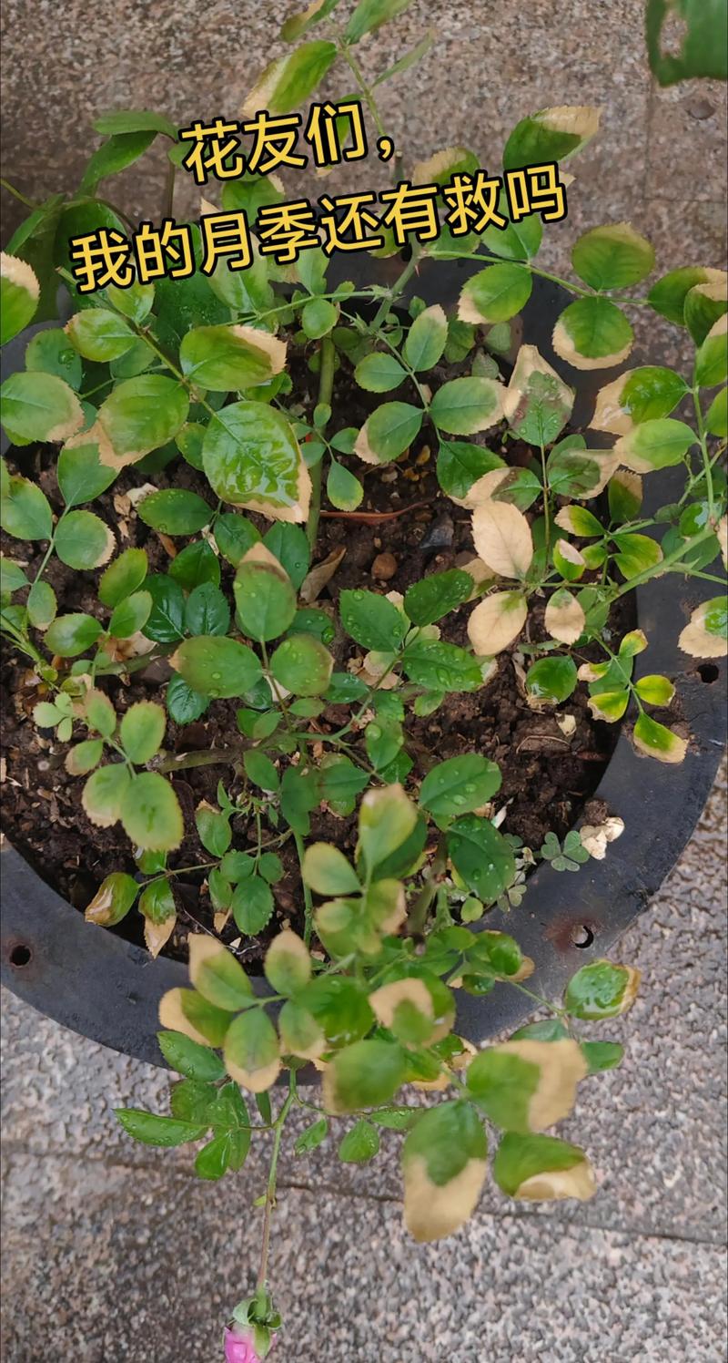 月季花叶子蔫了怎么回事?从症状到挽救一篇文章说清 光照与水肥精准方案(针对叶子发蔫的原因调整)