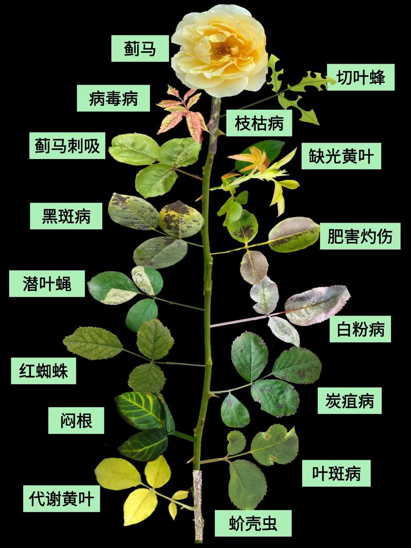 月季花叶子蔫了怎么回事?从症状到挽救一篇文章说清 修剪促花系统指导