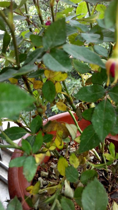 月季花叶子蔫了怎么回事?从症状到挽救一篇文章说清 安全越冬与舒适度夏(防止叶子蔫掉的关键操作)