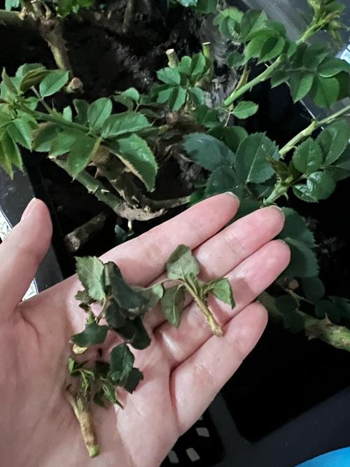 月季花叶子蔫了怎么回事?从症状到挽救一篇文章说清 常见误区与纠正