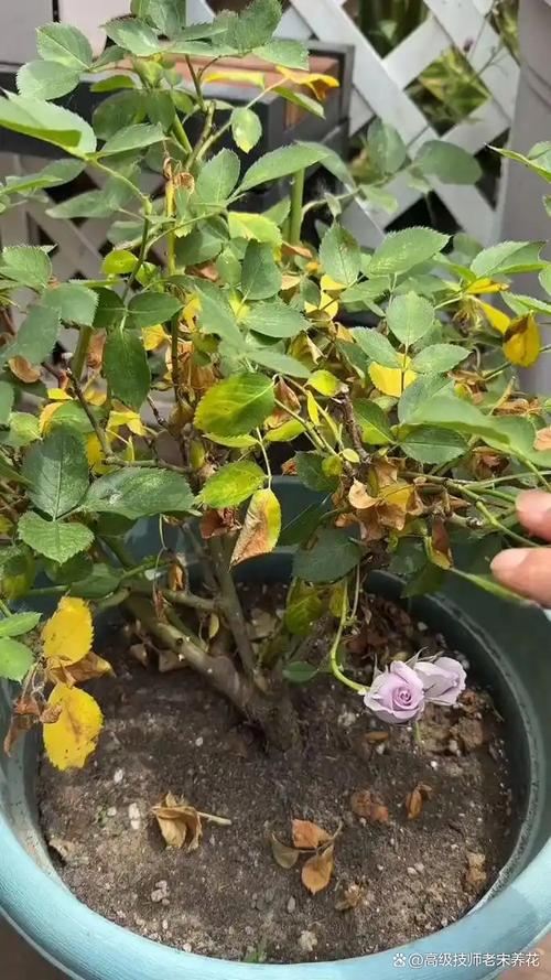 月季花叶子蔫了怎么回事?从症状到挽救一篇文章说清 总结:3个核心可执行动作