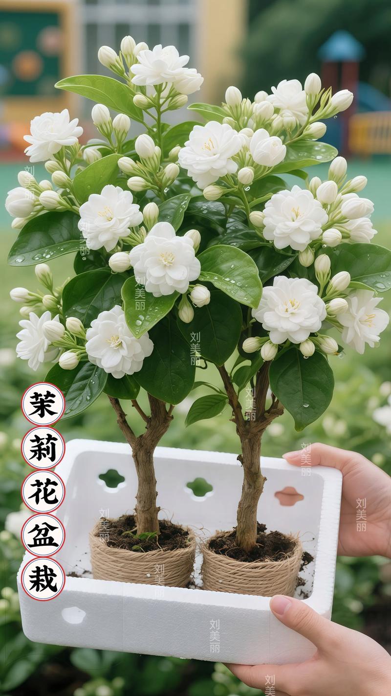 茉莉花是什么品牌?先弄清它不是品牌,而是一种常见芳香植物 名称