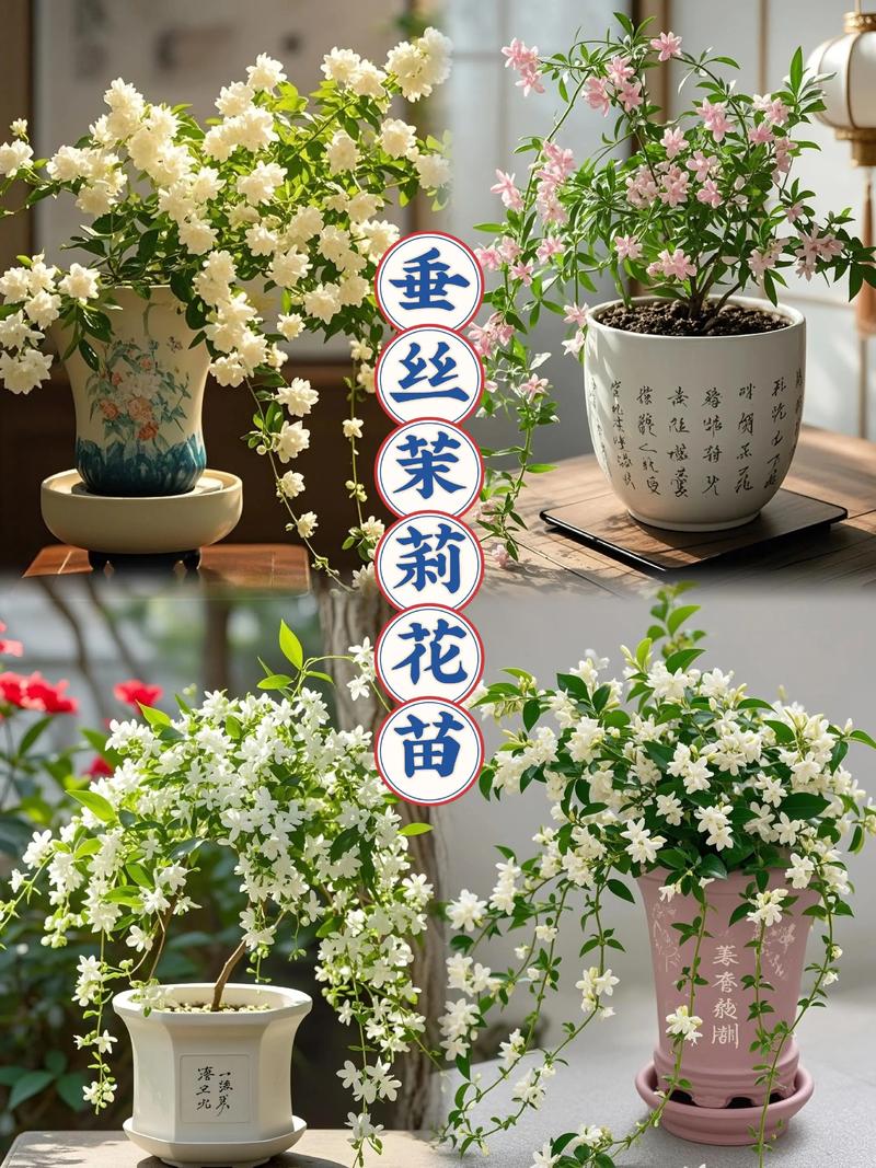 茉莉花是什么品牌?先弄清它不是品牌,而是一种常见芳香植物 科属