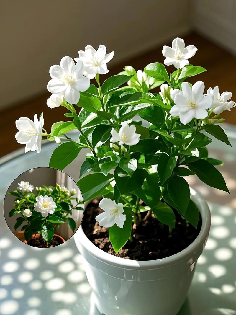 茉莉花是什么品牌?先弄清它不是品牌,而是一种常见芳香植物 形态特征
