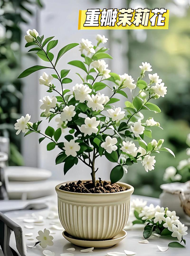 茉莉花是什么品牌?先弄清它不是品牌,而是一种常见芳香植物 园林用途