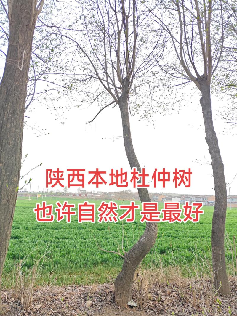 杜仲树20公分多少钱?2026年参考价格与采购影响因素全解析 20公分指什么规格?