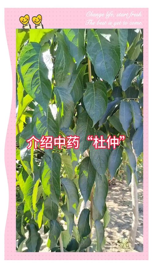 杜仲树20公分多少钱?2026年参考价格与采购影响因素全解析 运输:物流成本占多少?