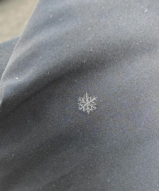 小雪花是什么形状的？一种名为“小雪花”的早春精灵植物百科