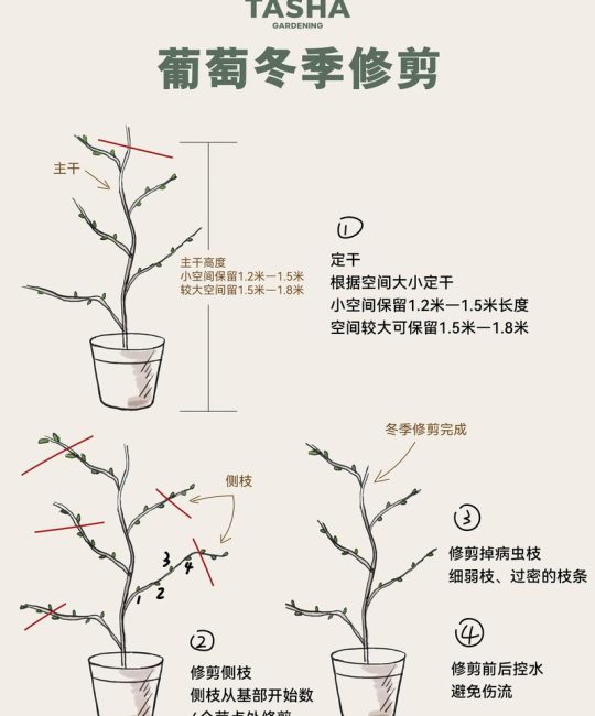 葡萄树什么时候剪枝最好？家庭与田间管理修剪全攻略
