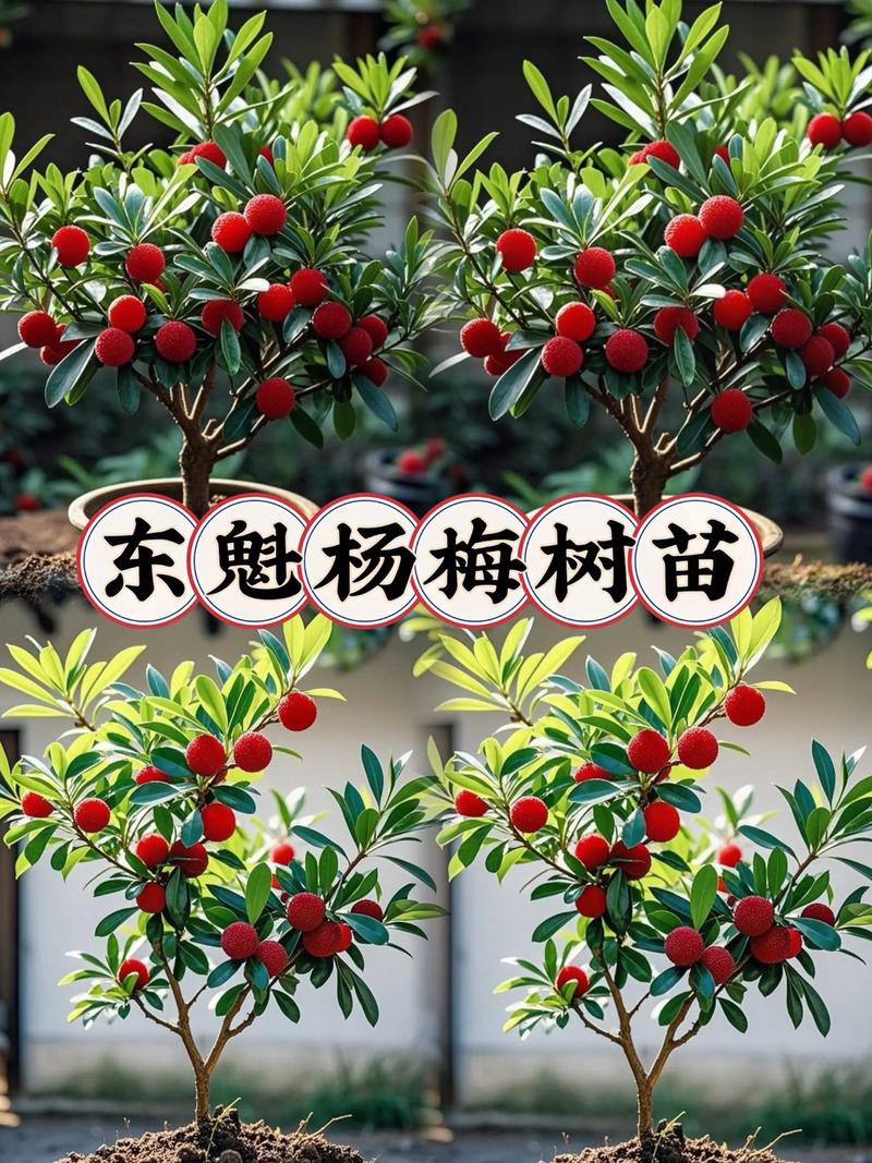 杨梅树结果期有多长?经济寿命与盛果期全解析 不开花不结果常见原因与解决(针对结果年限缩短)