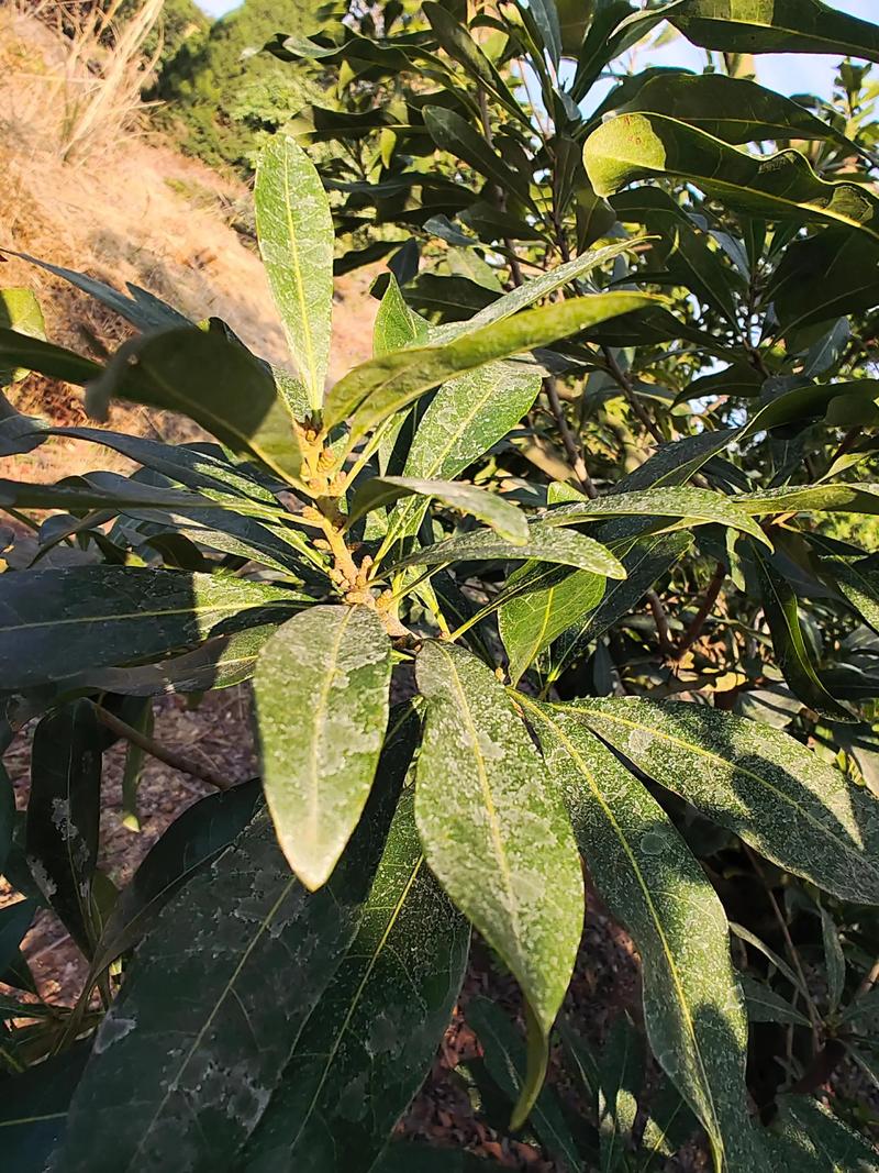 杨梅树结果期有多长?经济寿命与盛果期全解析 促花促果养护步骤:延长结果期的高效操作