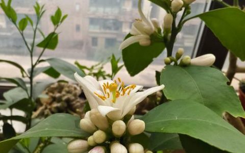 盆栽柠檬什么时候开花结果？附精准花期与促花保果全攻略