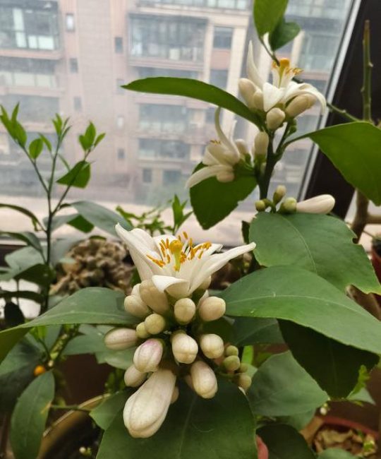 盆栽柠檬什么时候开花结果？附精准花期与促花保果全攻略