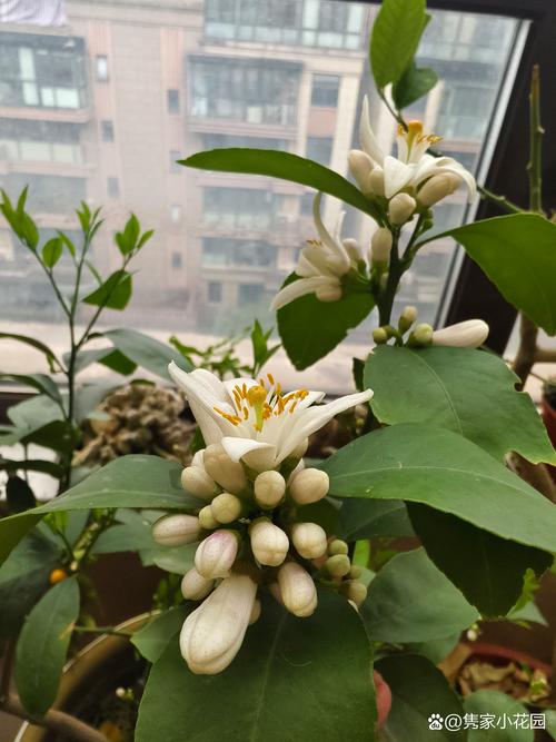 盆栽柠檬什么时候开花结果?附精准花期与促花保果全攻略 盆栽柠檬什么时候开花结果?附精准花期与促花保果全攻略
