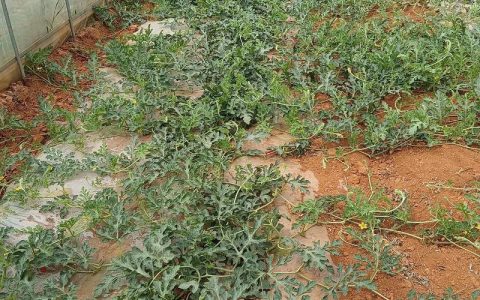 如何种植西瓜 方法：从选时到缓苗的七个关键步骤