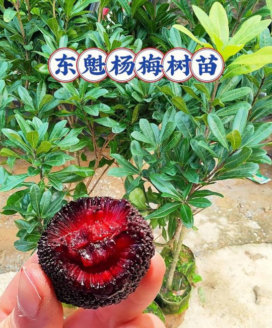 十年的杨梅树价格