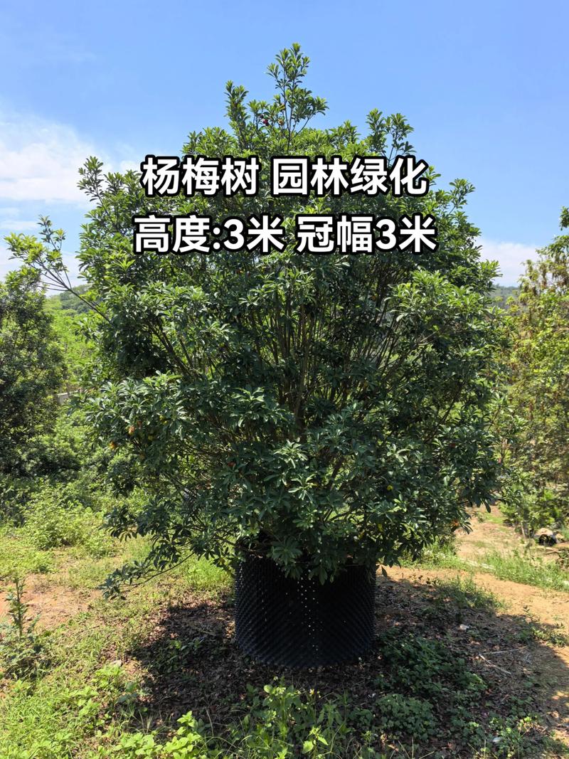 十年的杨梅树价格 规格影响