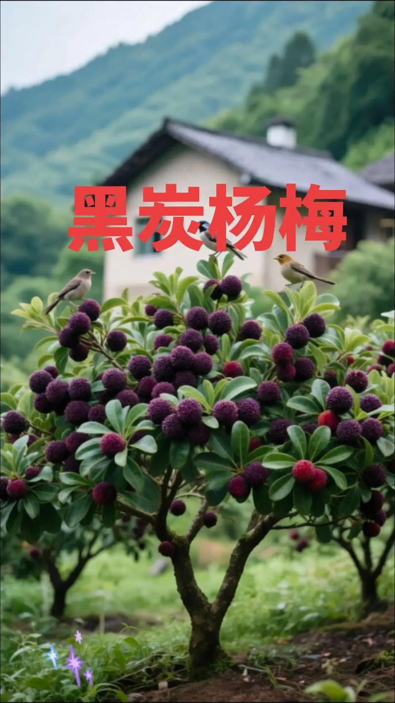 十年的杨梅树价格 运输影响