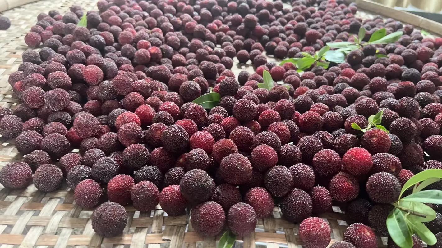 十年的杨梅树价格 FAQ