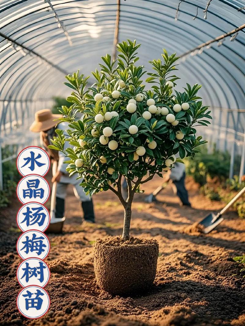 十年的杨梅树价格 咨询指南与引导询价