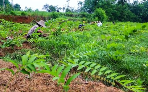 种植一亩黄精多少钱？2025年最新成本与利润分析
