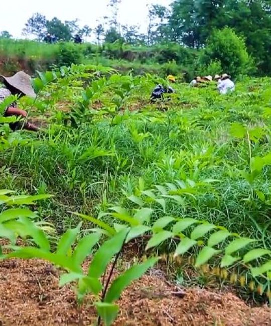 种植一亩黄精多少钱？2025年最新成本与利润分析