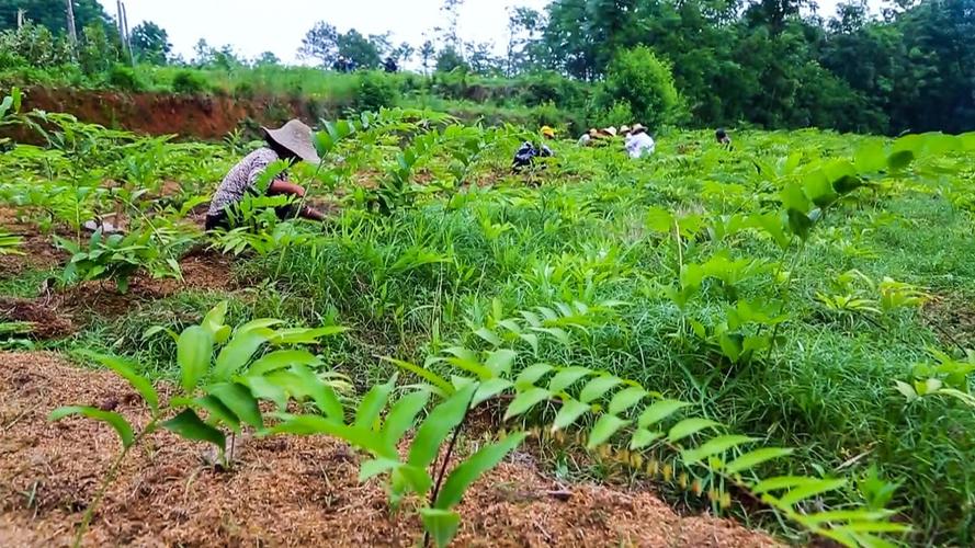 种植一亩黄精多少钱?2025年最新成本与利润分析 价格快速参考