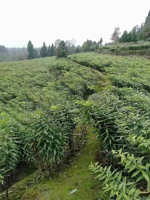 种植一亩黄精多少钱?2025年最新成本与利润分析 3. 季节因素:种植时间影响死苗率与补苗成本