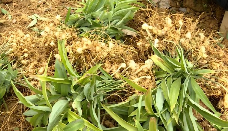 种植一亩黄精多少钱?2025年最新成本与利润分析 4. 数量与规模化程度:批发与零售的价差