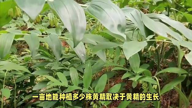 种植一亩黄精多少钱?2025年最新成本与利润分析 综合成本参考表(一亩黄精,3年周期)