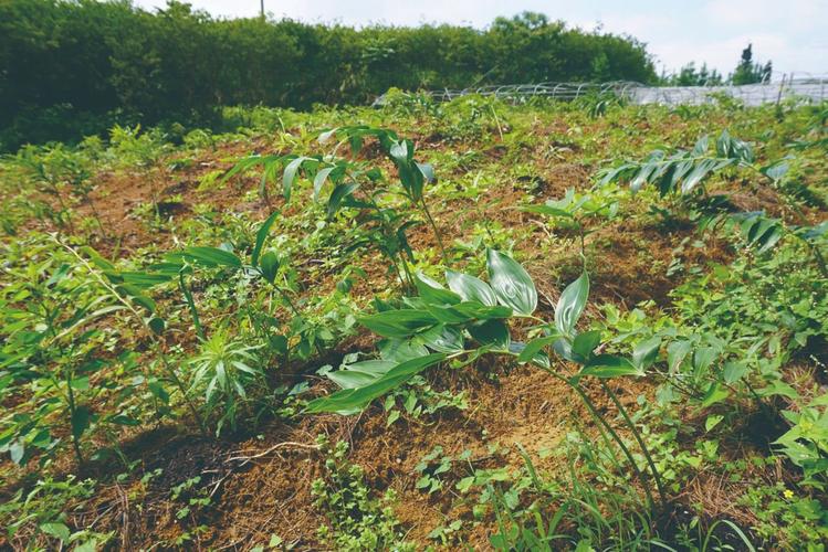 种植一亩黄精多少钱?2025年最新成本与利润分析 咨询指南