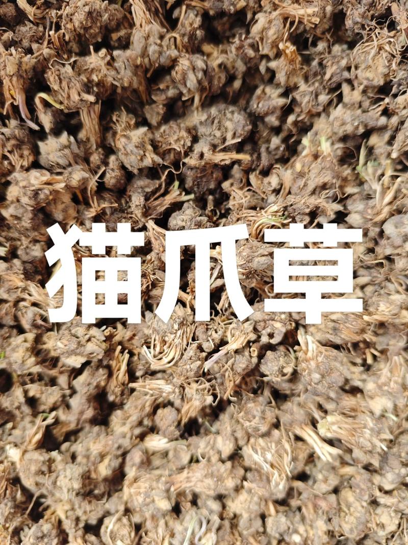 哪里可买到野生猫爪草?猫爪草购买与种植完全攻略 为什么不建议直接买“野生”猫爪草?