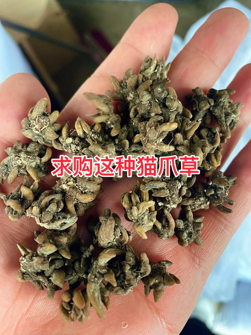 哪里可买到野生猫爪草?猫爪草购买与种植完全攻略 可靠购买渠道一览