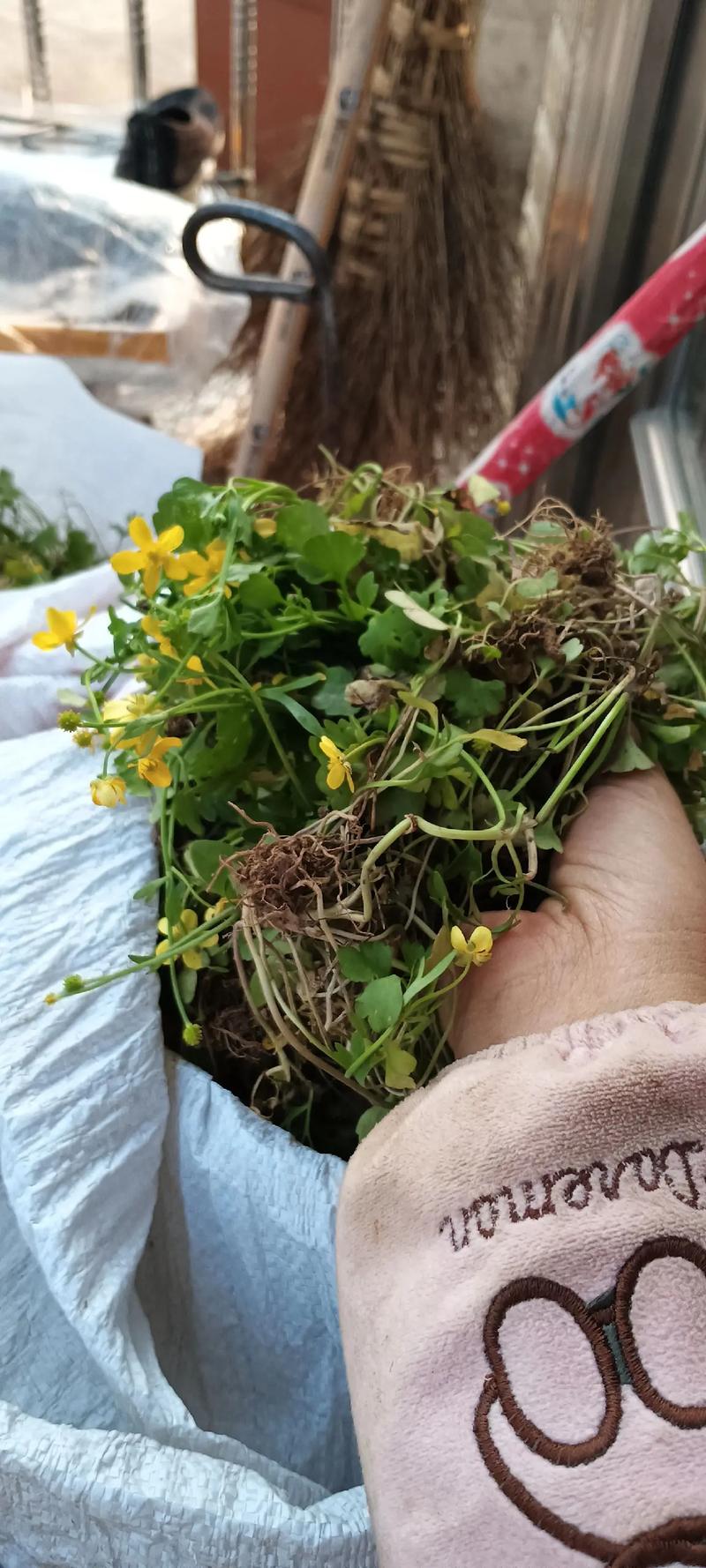 哪里可买到野生猫爪草?猫爪草购买与种植完全攻略 收到种球后怎么种?