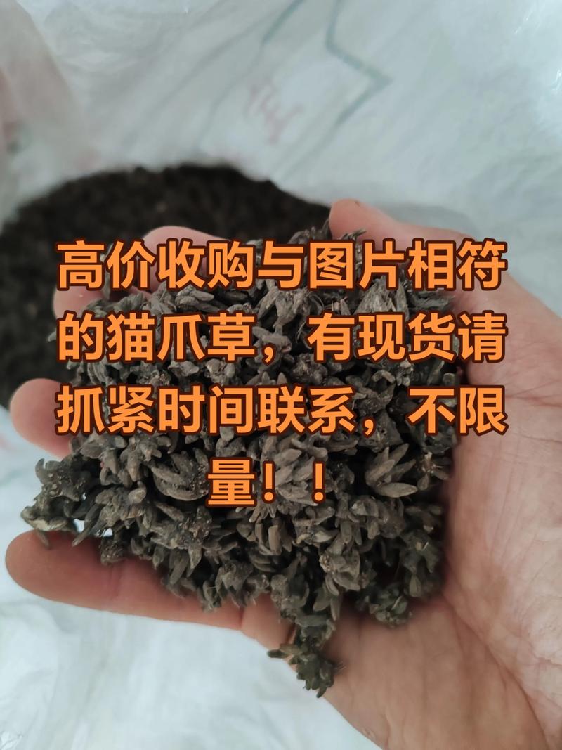 哪里可买到野生猫爪草?猫爪草购买与种植完全攻略 常见问题快问快答