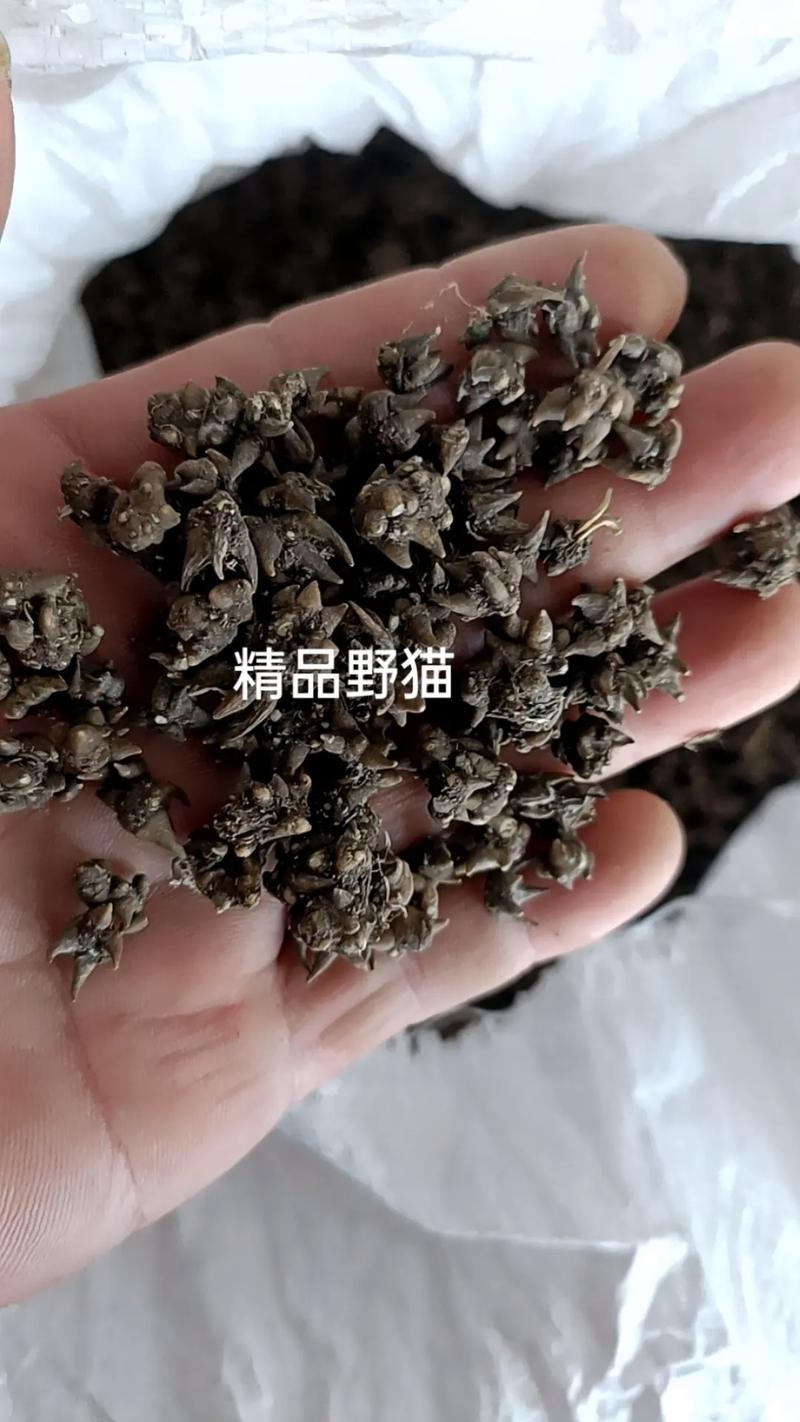 哪里可买到野生猫爪草?猫爪草购买与种植完全攻略 总结