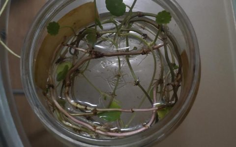 水培铜钱草容器选择指南：材质、深度与透光性全解析