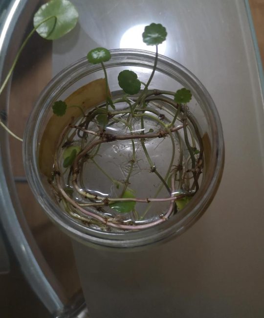 水培铜钱草容器选择指南：材质、深度与透光性全解析