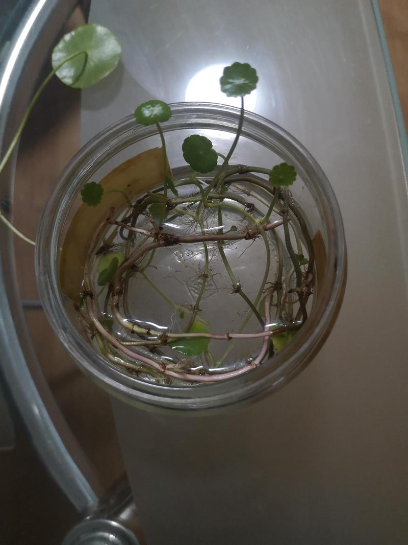 水培铜钱草容器选择指南:材质、深度与透光性全解析 水培铜钱草首选玻璃或陶瓷容器,水深5-10厘米,基质厚度2-3厘米,光照4-6小时/天