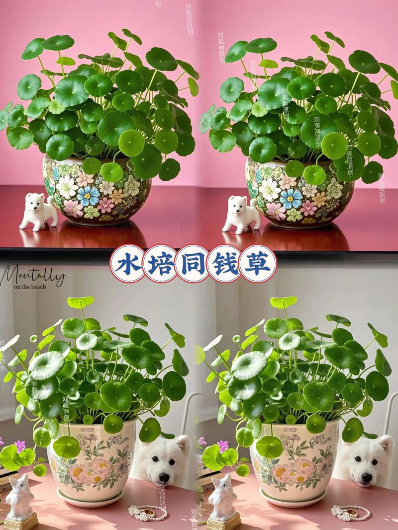 水培铜钱草容器选择指南:材质、深度与透光性全解析 总结
