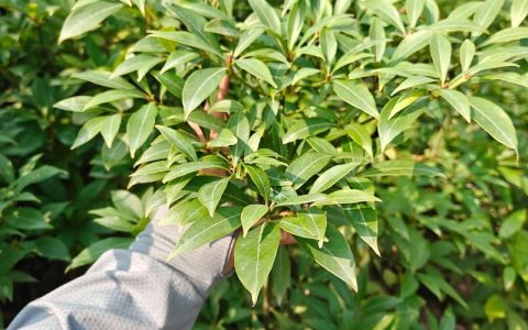 湖北能种金丝楠木树吗？——从选时到成活的全流程种植指南